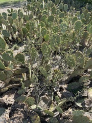 Vachellia schaffneri bravoensis