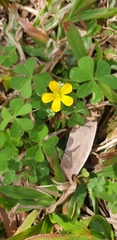 Oxalis rubens