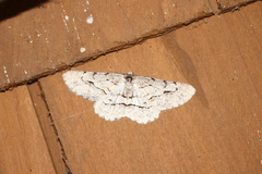 Stenoporpia pulmonaria