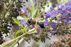 Megachile sculpturalis