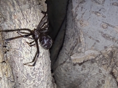Latrodectus