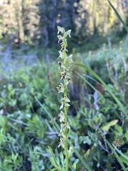 Platanthera stricta