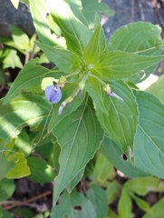 Pombalia glabra