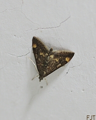 Pyrausta