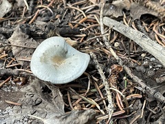 Clitocybe odora