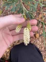 Grevillea