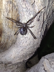 Latrodectus