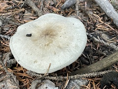 Clitocybe odora