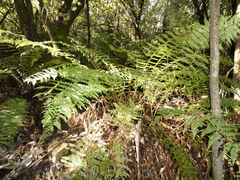Polystichum proliferum
