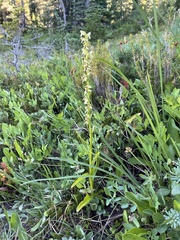 Platanthera stricta