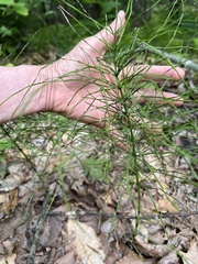 Equisetum pratense