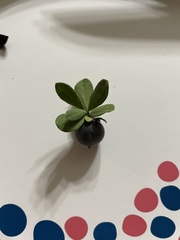 Diospyros texana