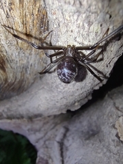 Latrodectus