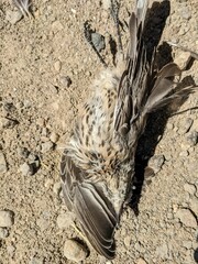 Oreoscoptes montanus