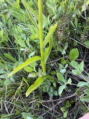 Platanthera stricta