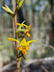 Diuris platichila