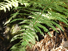 Polystichum proliferum