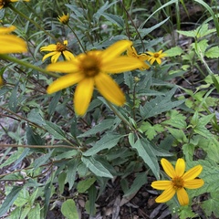 Heliopsis parvifolia