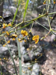 Daviesia wyattiana