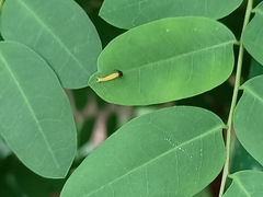 Polyura hebe