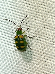 Diabrotica speciosa