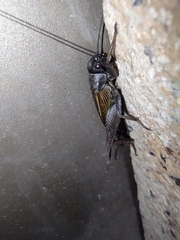 Gryllus veletis