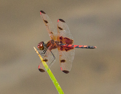 Celithemis elisa