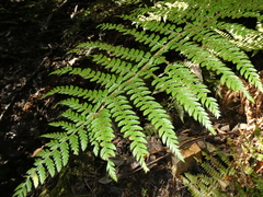 Polystichum proliferum