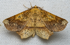 Euchlaena amoenaria