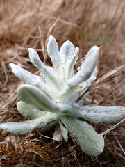 Pseudognaphalium stramineum