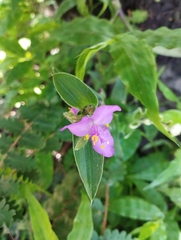 Tradescantia crassifolia