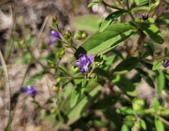 Trichostema dichotomum