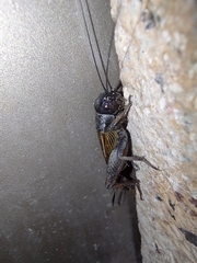 Gryllus veletis