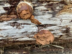 Reticularia lycoperdon