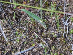Caladenia xanthochila