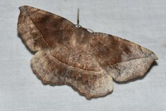 Eutrapela clemataria