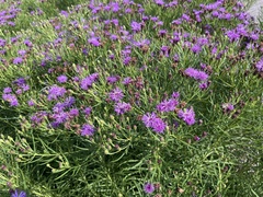 Vernonia missurica