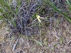 Caladenia xanthochila