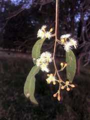 Eucalyptus melliodora