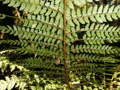 Polystichum proliferum