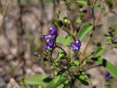 Trichostema dichotomum