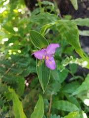 Tradescantia crassifolia
