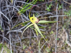 Caladenia xanthochila