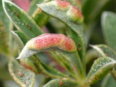 Dasineura lupinorum