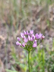 Allium angulosum
