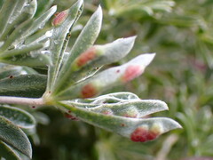 Dasineura lupinorum
