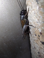 Gryllus veletis