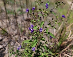 Trichostema dichotomum