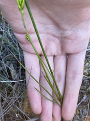 Tripterococcus brunonis