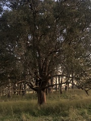 Eucalyptus melliodora